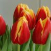 tulip dow jones 3 grande
