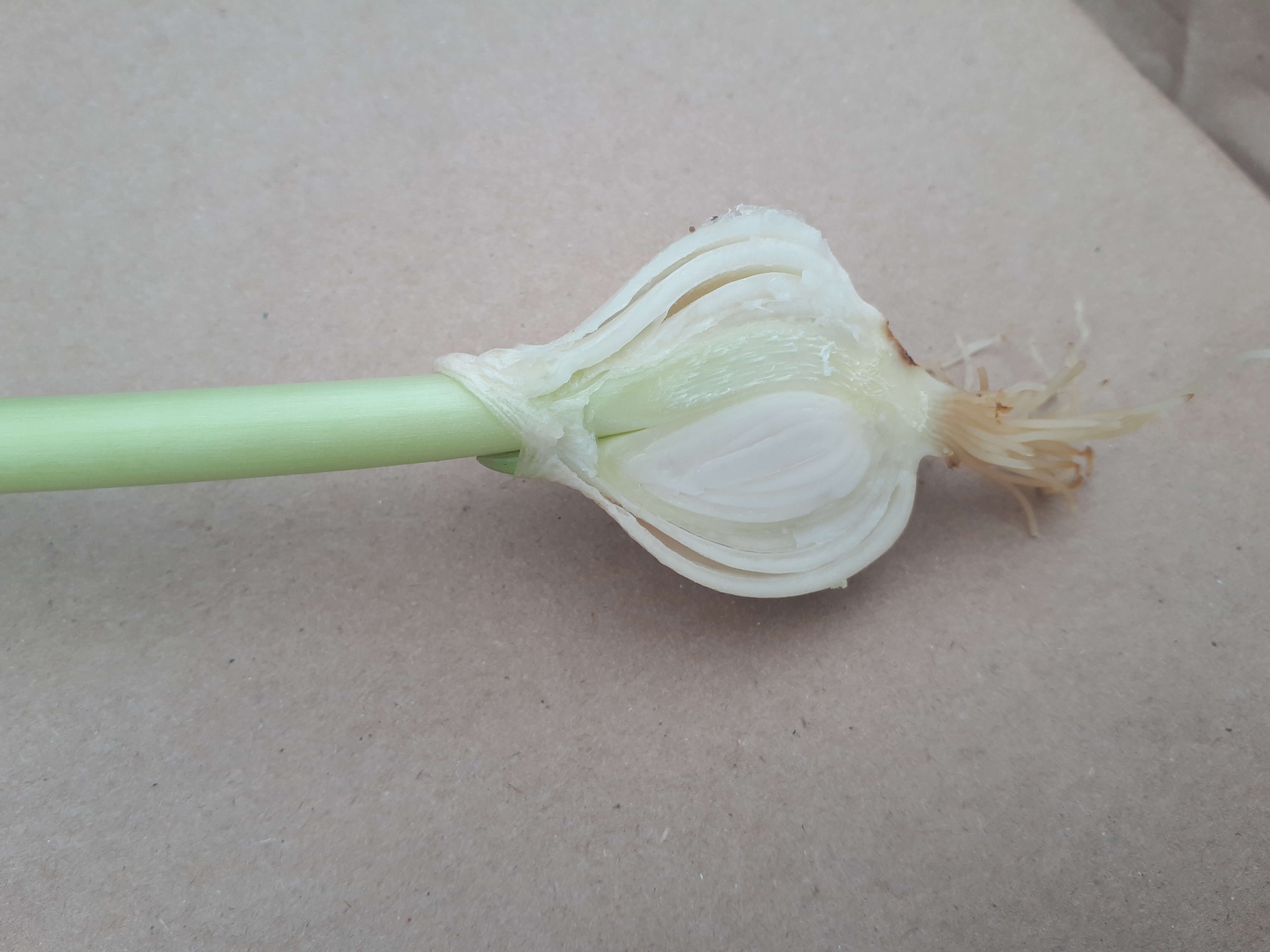 Изображение луковицы тюльпана со стеблем в разрезе
