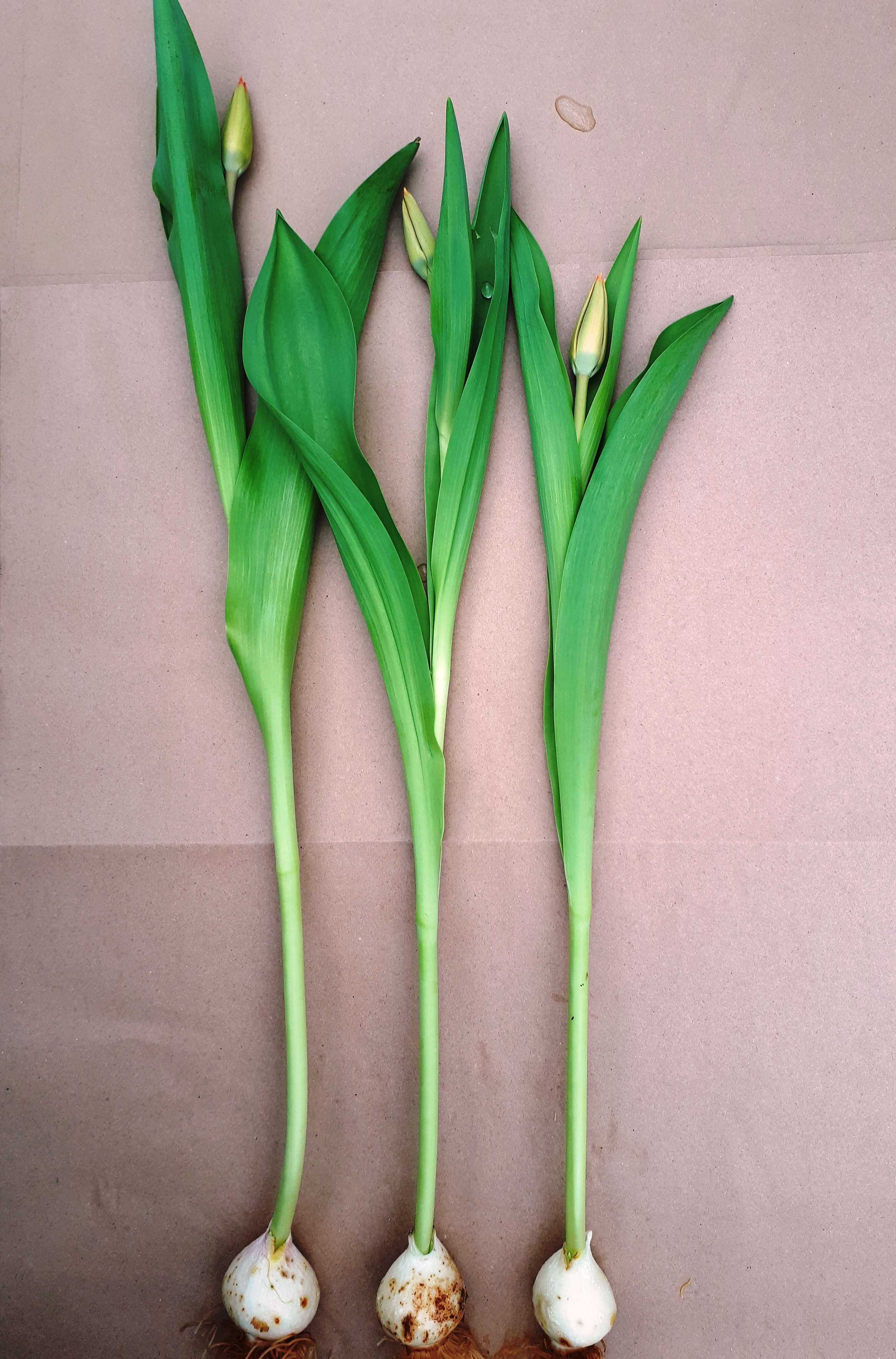Изображение стеблей тюльпанов с луковицами