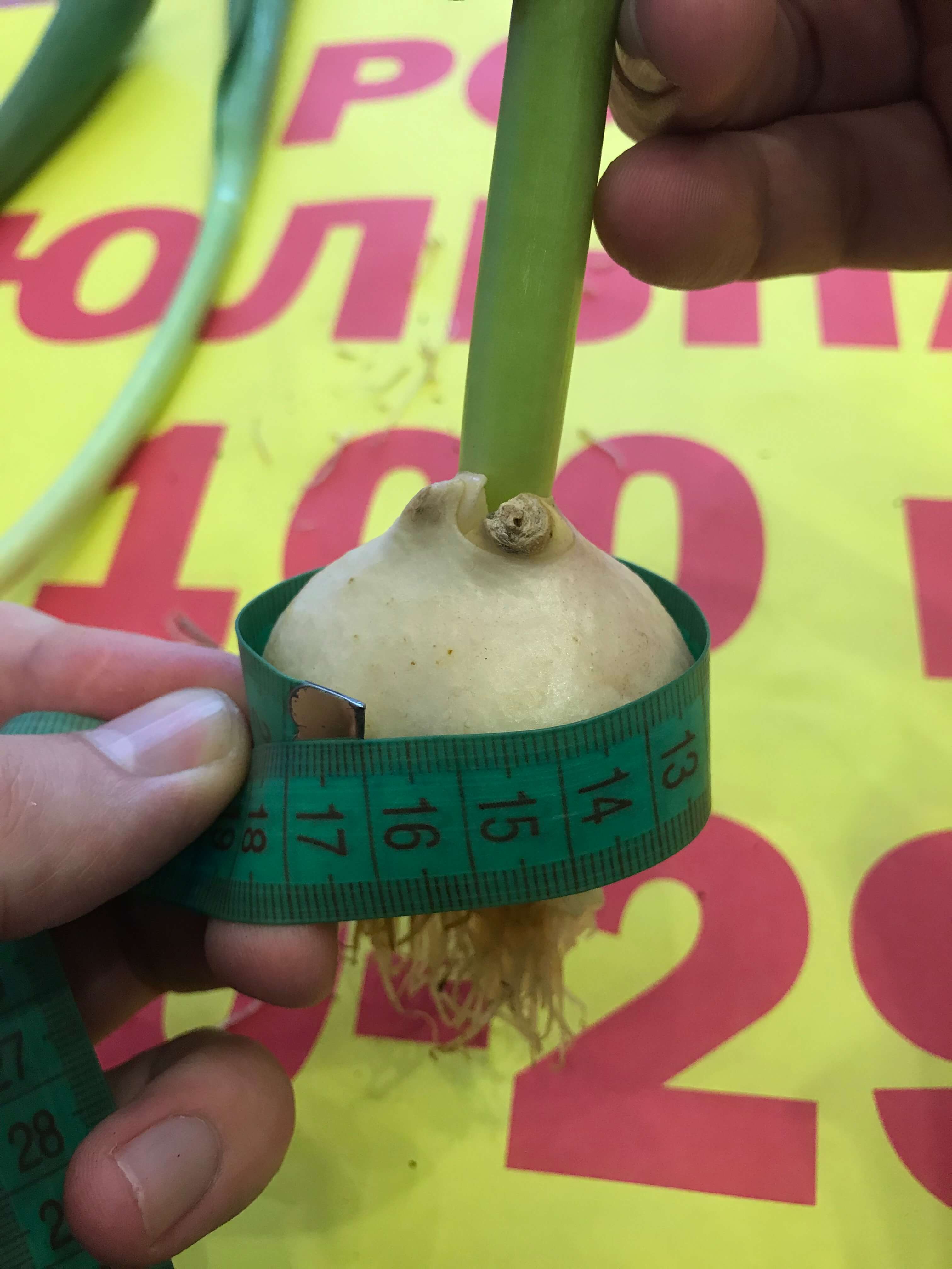 Замер диаметра луковицы тюльпана
